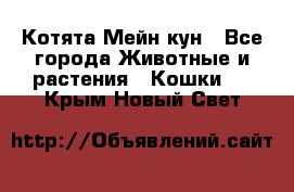 Котята Мейн кун - Все города Животные и растения » Кошки   . Крым,Новый Свет